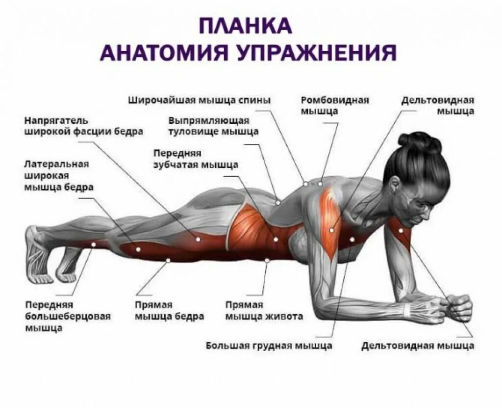 Какие упражнения развивают какие мышцы. Планка группы мышц. мышцы работающие в планке. какие мышцы работают при планке. мышцы которые задействуются при планке.