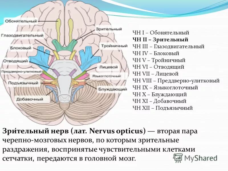 ЧМН 12 пар. 12 ЧМН анатомия. 12 Пар черепных нервов схема. 12 Пар черепно мозговых нервов.