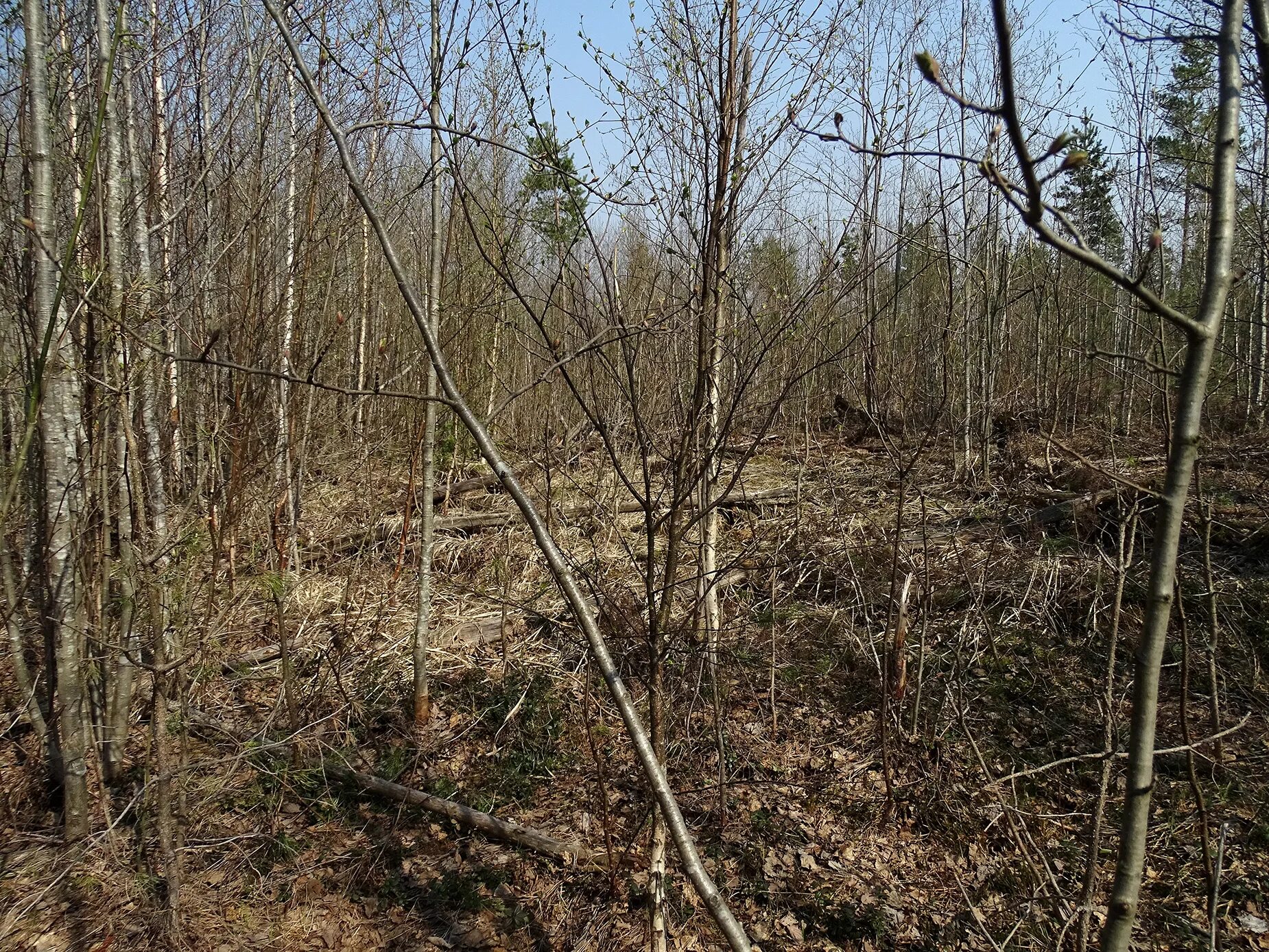Хлебное болото находки. Лейпясуо хлебное болото солдаты. Хлебное болото лейпясуо. Березняк на болоте. Карелия деревня кутчезеро.
