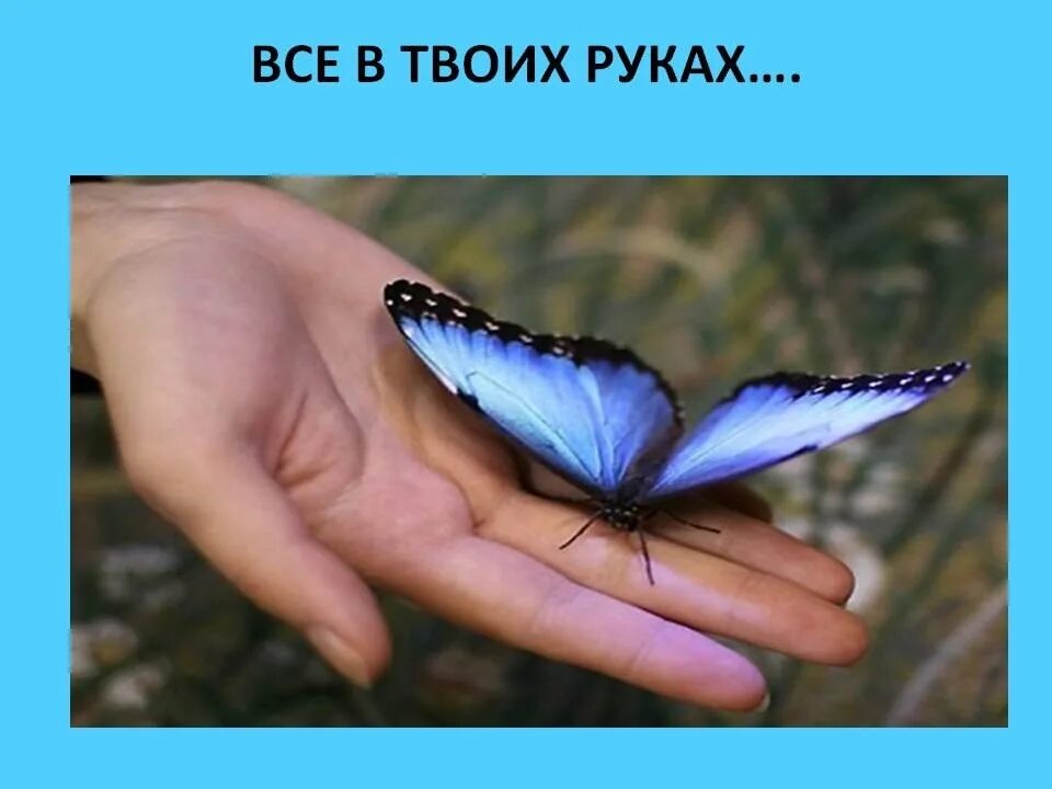 Живущая в твоих руках. Бабочка в твоих руках. На руку бабочка. Мудрец и бабочка в руках. Картинка все в твоих руках.
