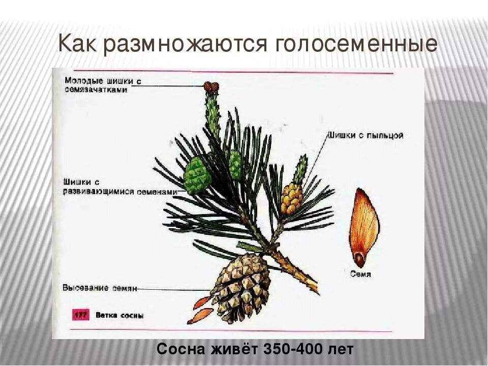 Семенные растения с шишками. Голосеменные растения сосна обыкновенная. строение побега сосны. семена сосны обыкновенной строение. строение голосеменных растений.