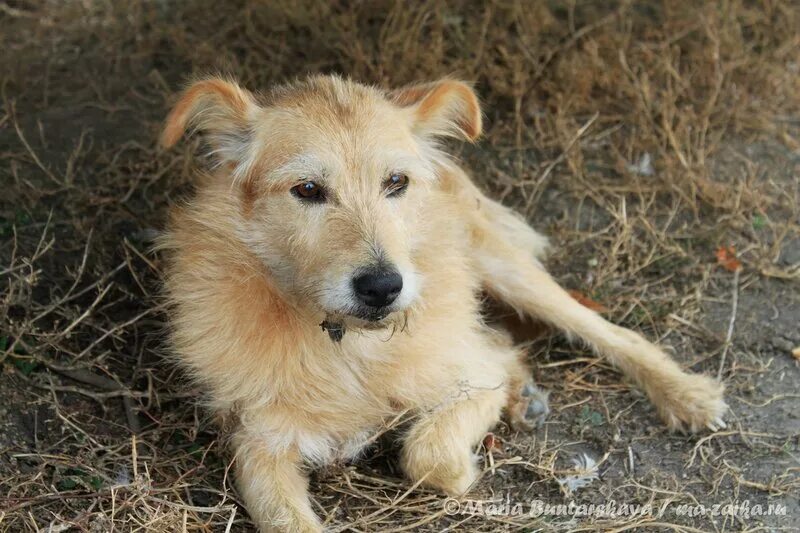 Двортерьер. Щенки дворняги. Собаки дворняжки девочки. Рыжий щенок дворняги. Щенков дворняжек мальчиков.
