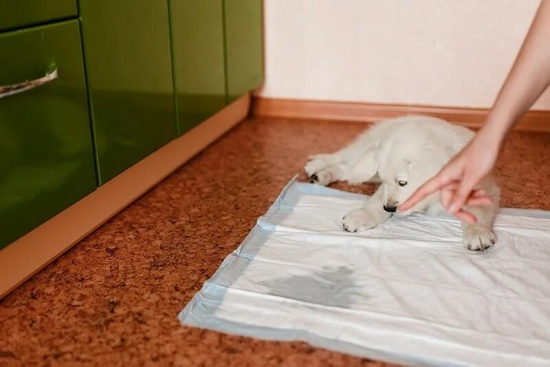 Как приучить щенка к пеленке 3 месяца. Приучение щенка к туалету на пеленку. пеленки для собак. собака ходит на пеленку. пеленки приучающие для собак.