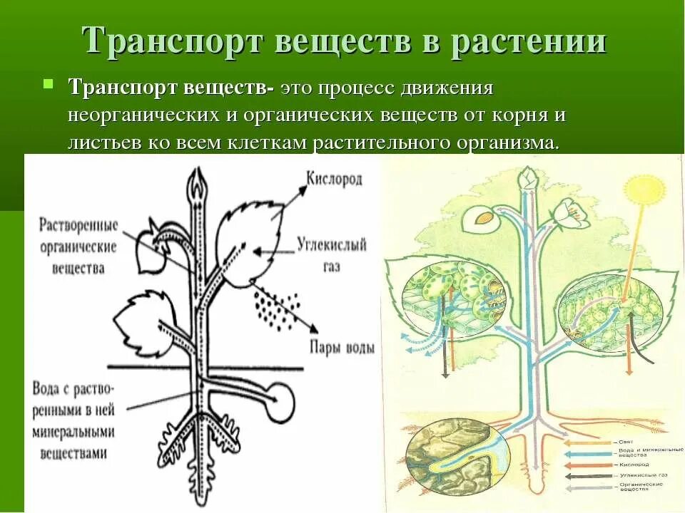 Транспорт веществ у растений. Транспорт веществ у рас. Схема транспорта веществ в растении. Схема передвижения веществ у растений. От листьев к корню органические вещества передвигаются