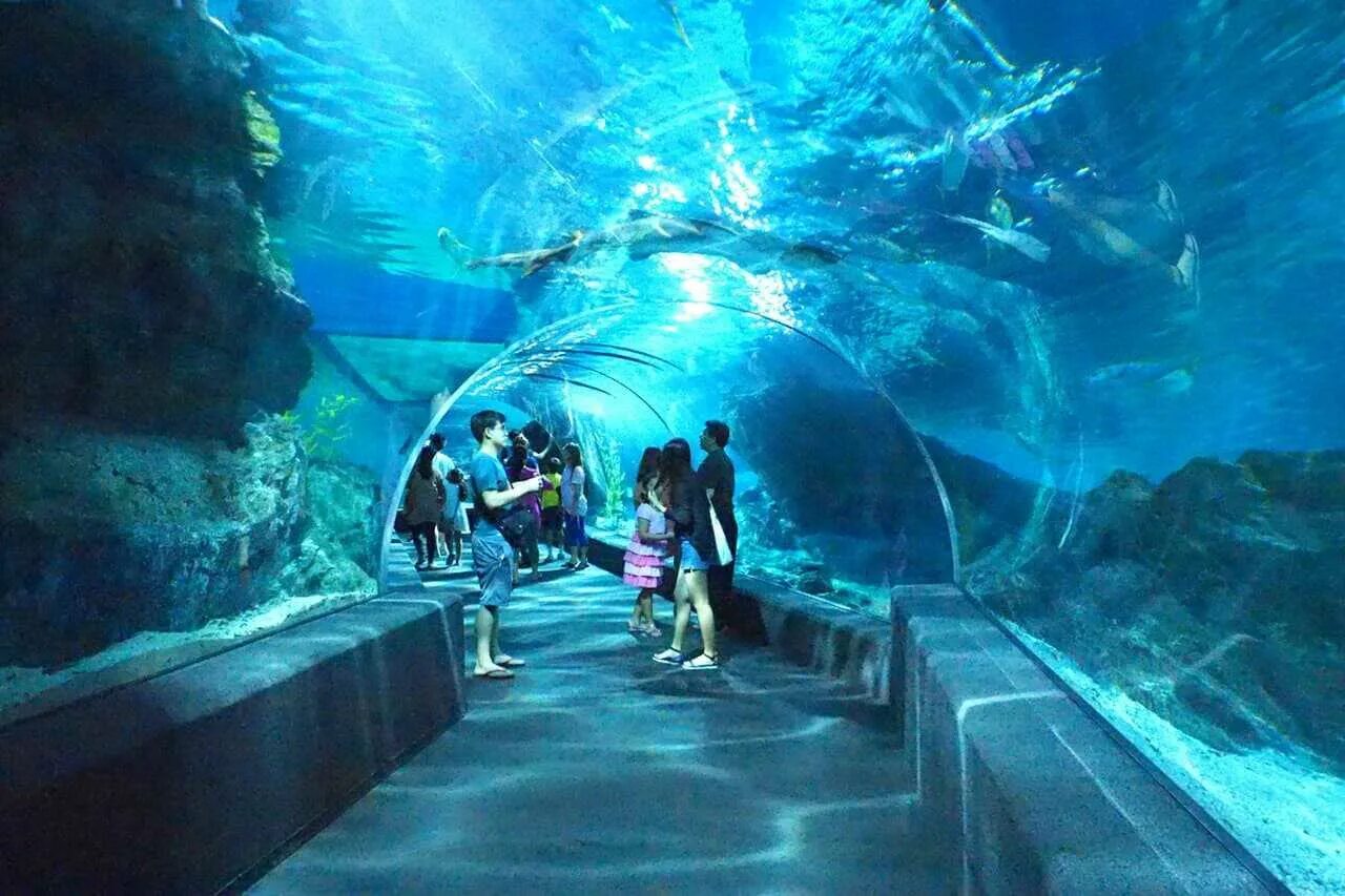 Океанариум siam ocean world. Sea life bangkok океанариум. Океанариум sea life бангкок. Океанариум тайланд. Пхукетский аквариум.