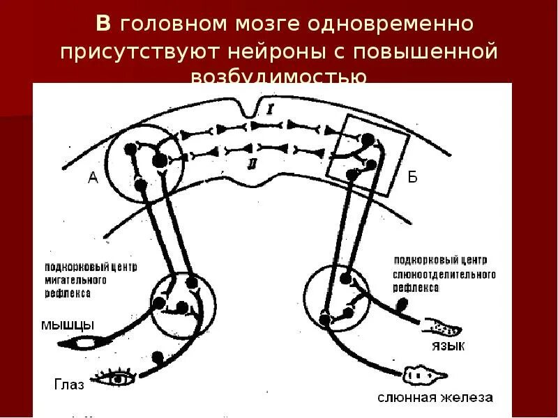 Торможение условных рефлексов. Безусловное торможение условных рефлексов. Механизм внешнего торможения. Внешнее и внутреннее торможение условных рефлексов.