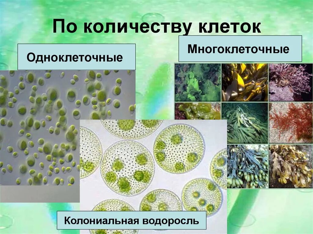 Одноклеточные колониальные и многоклеточные водоросли. Растения одноклеточные колониальные и многоклеточные. Одноклеточные колониальные и многоклеточные организмы. Водоросли одноклеточные колониальные.