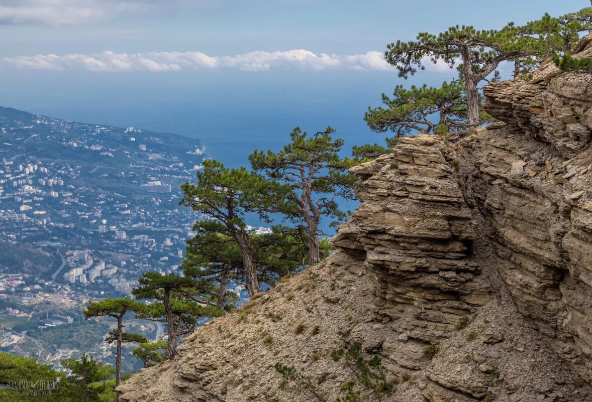 Хвойные крыма. Сосна Крымская Фиолент. Сосна Палласа Ялта. Сосна Палласа Крымская. Сосна Крымская (Pinus pallasiana d.don.).