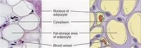 Жировая ткань гистология. Жировая ткань гистология препарат. Бурая жировая ткань гистология. Жировая ткань сальника препарат гистология.