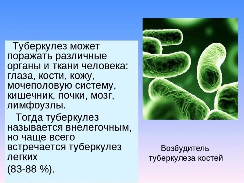 Заболевание туберкулез вызывают бактерии. Заболевание туберкулёз у человека вызывают бактерии-. Туберкулез бактериальное заболевание. Микроорганизмы вызывающие туберкулез. Туберкулез вызывается бактериями или вирусами.