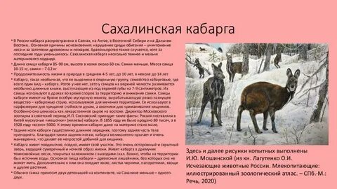 Оставшись какой вид