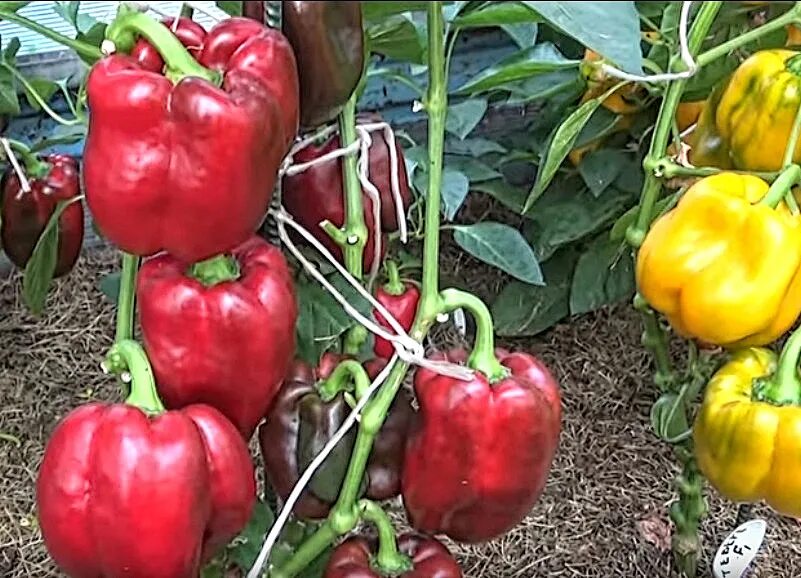 Перец сладкий купец. Купец перец семена. Купчиха перец. Сладкий красный перец купец.