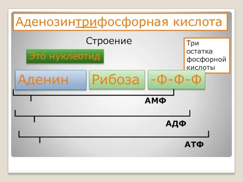 Остаток фосфорной кислоты атф. Строение остатка фосфорной кислоты. Строение кислот фосфора. Кислотный остаток фосфорной кислоты. Аденозинтрифосфорная кислота.