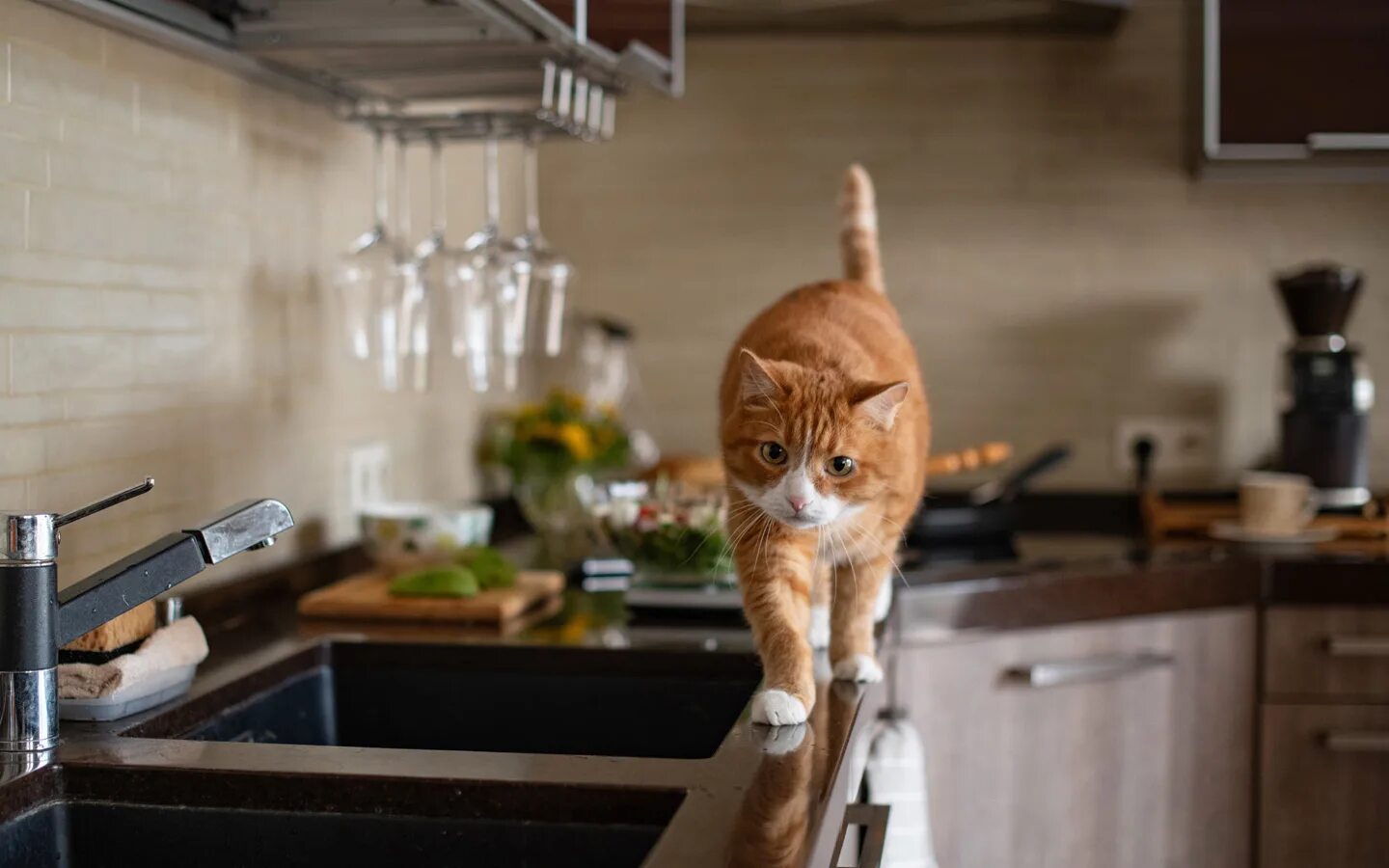 Cats kitchen. Кошка залезла на стол.