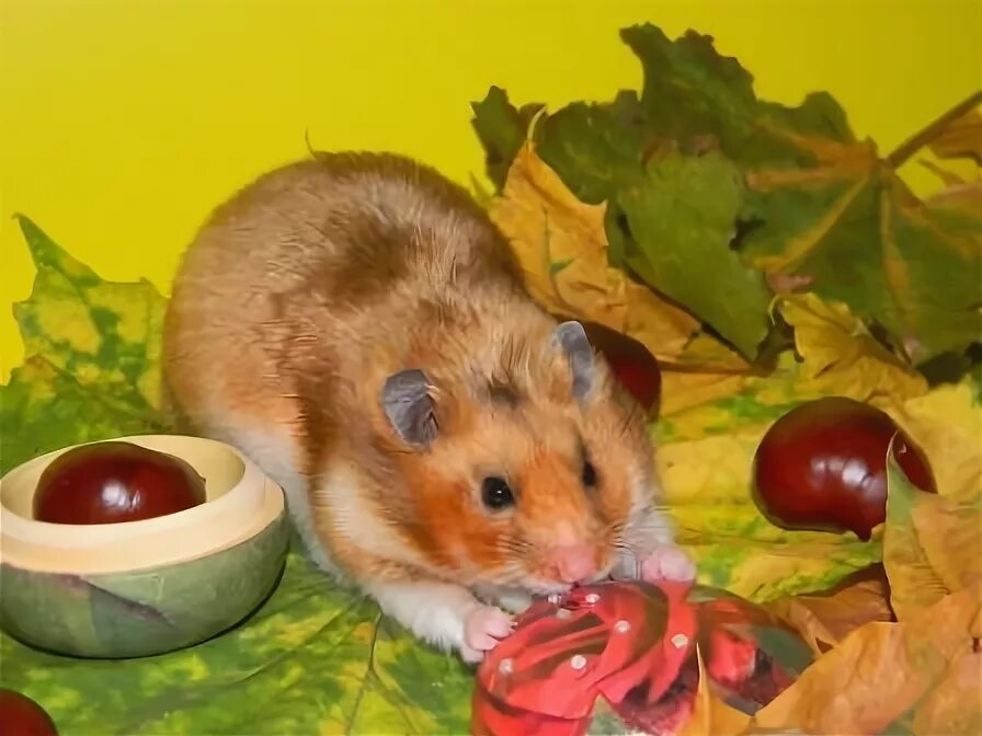 Можно ли хомякам гранат
