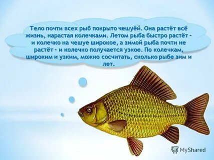 Лучшие годы рыб