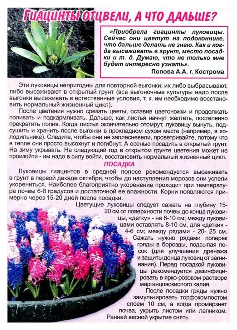Гиацинт сколько поливать. Высадка гиацинтов в открытый грунт. гиацинты цветут в грунте. гиацинты посадка. посадка гиацинтов в горшок.
