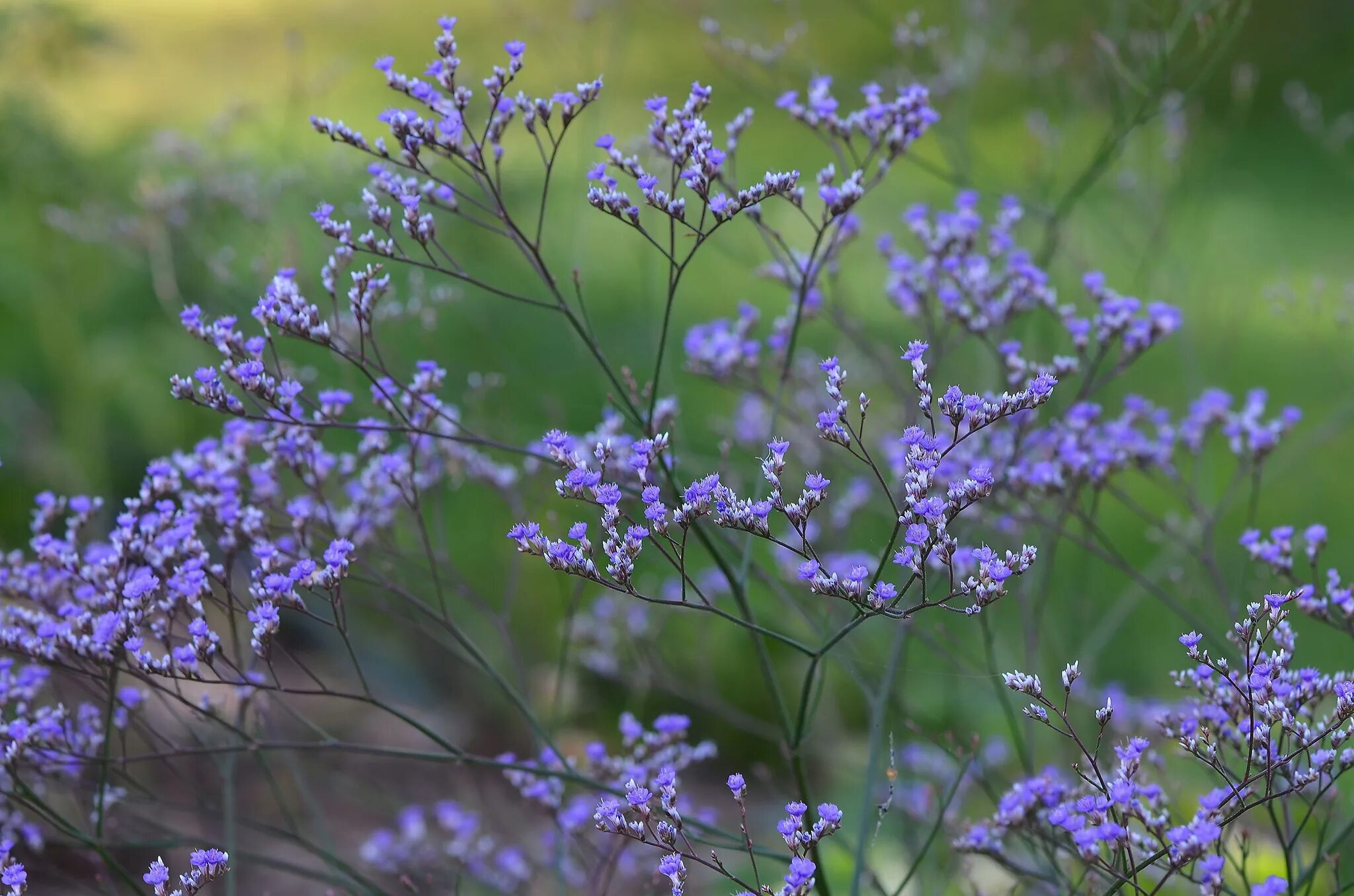 Кермек широколистный. Степной бессмертник кермек. Кермек Limonium latifolium. Кермек лимониум. Купить кермек татарский