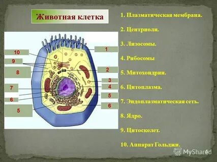 Лизосомы центриоли
