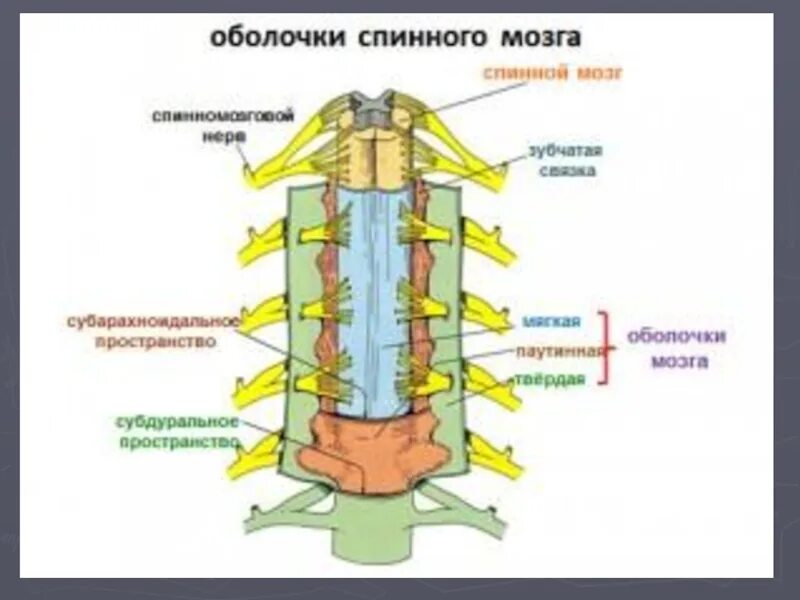 Структуры и оболочки спинного мозга. Оболочки спинного мозга карманный атлас. строение оболочек спинного мозга. твердая паутинная и мягкая оболочка спинного мозга. схема строения оболочек спинного мозга.