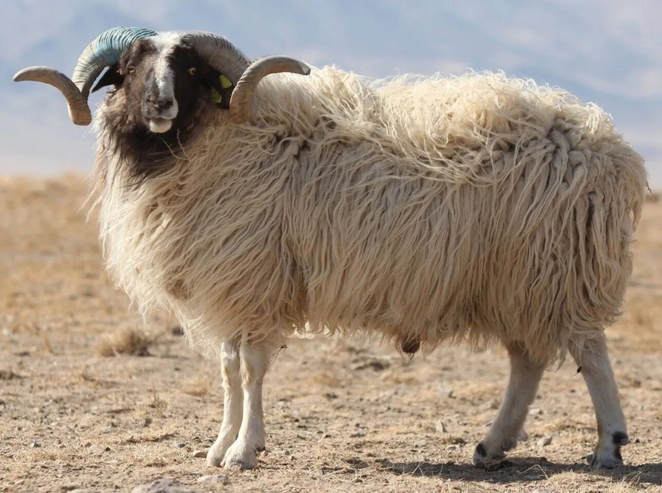 Баран карабей. Кутос Таджикистан. Овцы в Монголии. Монгольская овца. Монгольские бараны.