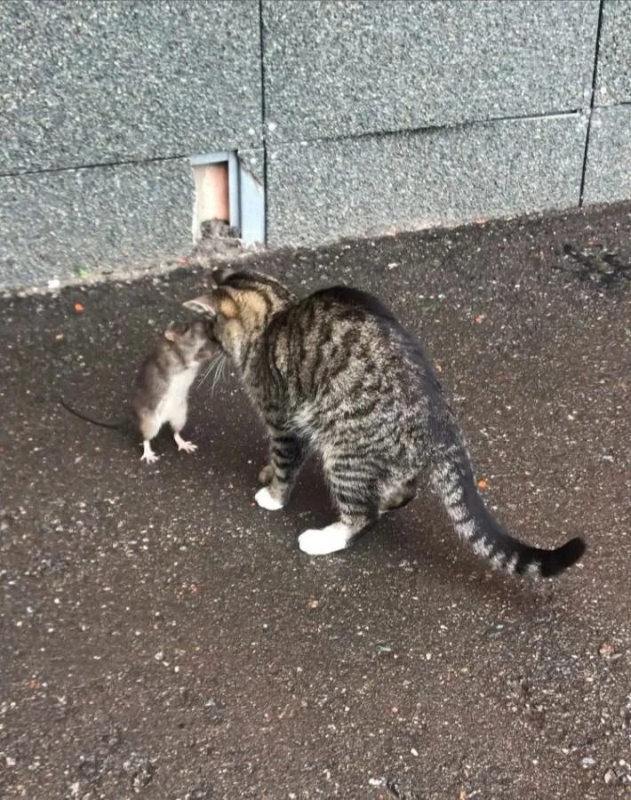 Как охраняют кошек