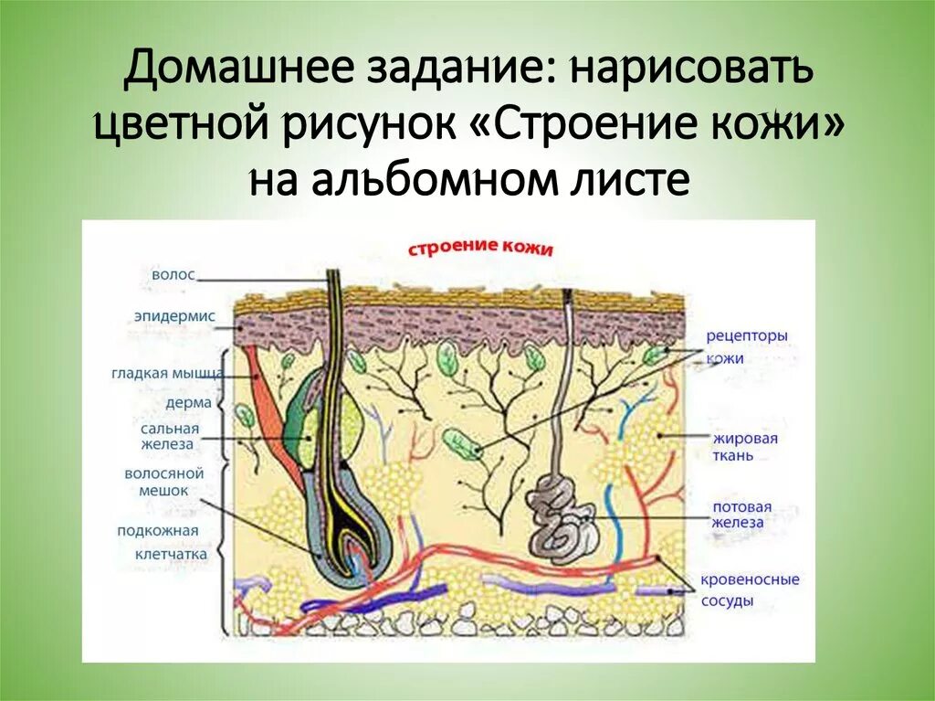 Строение кожи 8 класс биология. Строение кожи рисунок. Зарисовать строение кожи. Структура кожи рисунок.