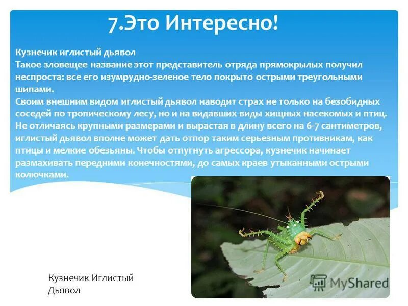 значение саранчи в природе. значение кузнечика. польза кузнечиков для человека. доклад на тему насекомые. значение кузнечика.