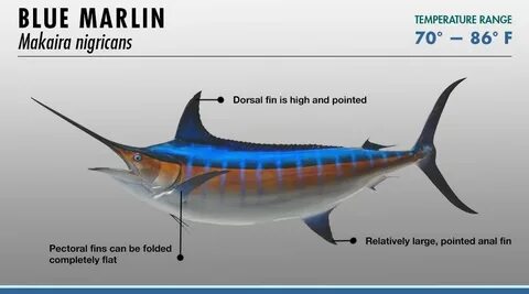 Marlin перевод