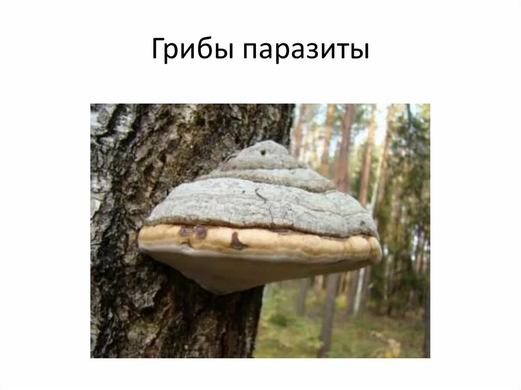 Тип взаимоотношений между березой и трутовиком
