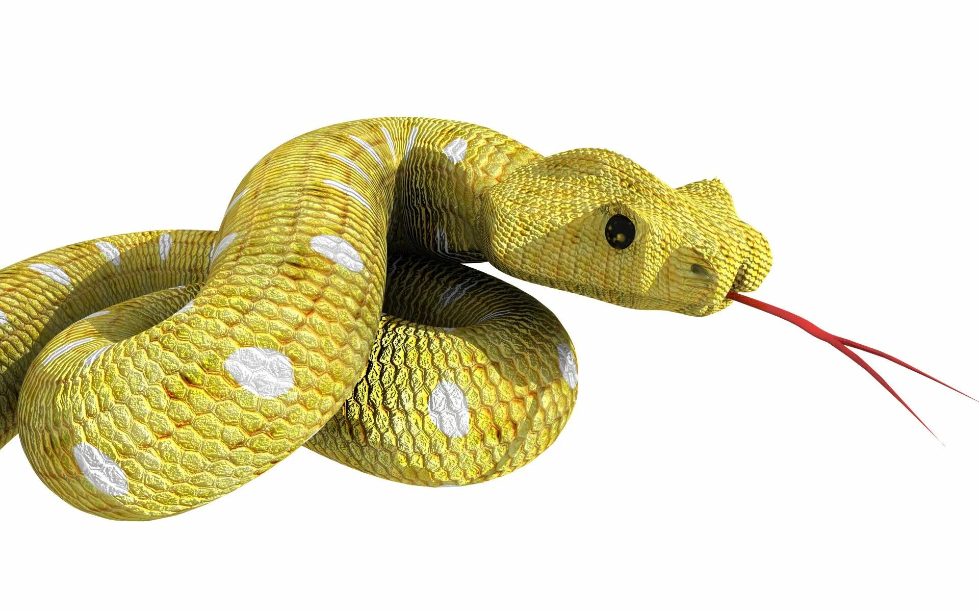 Кобра 3dm. 3d model змея aspid. Модель змеи. Snake 3 d. 3д модель змея megicavoxel.