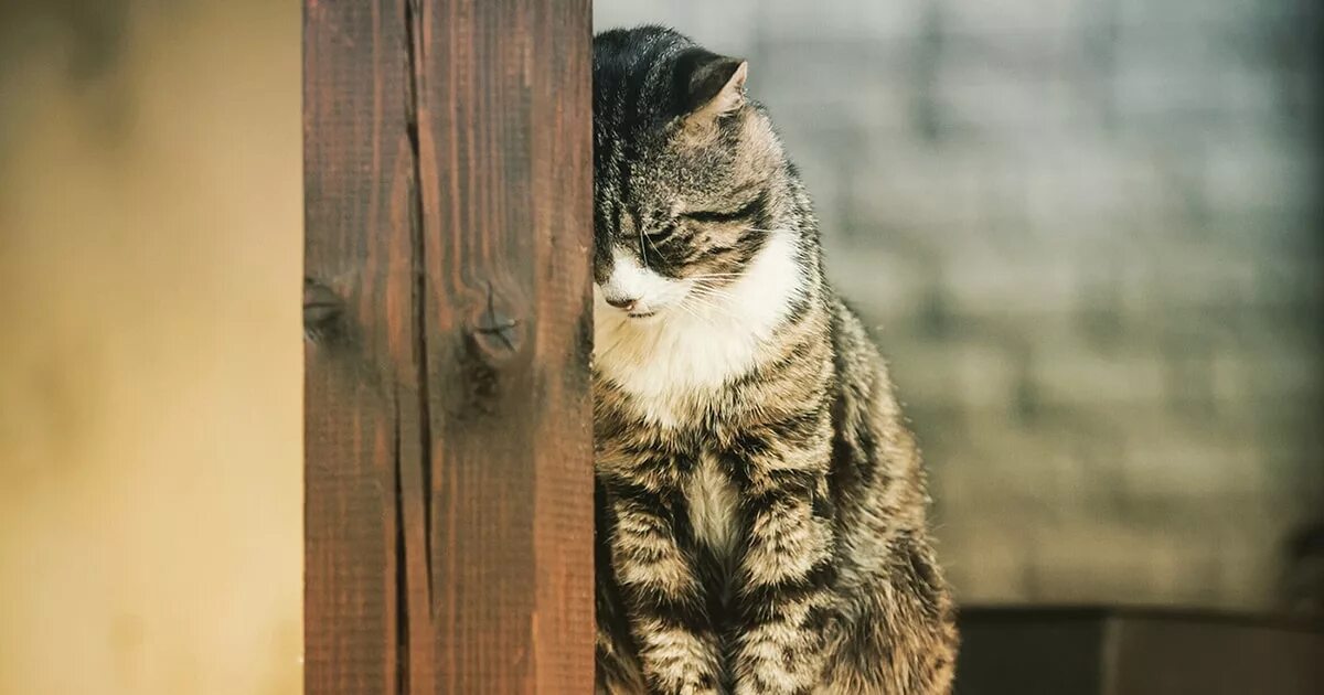 Котенок грустит. Грустные коты. Печальный кот. Одинокий кот.