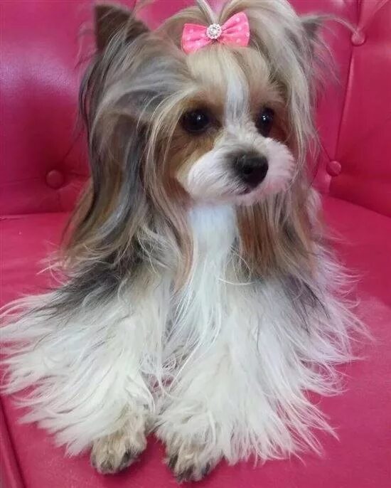 Бивер-йоркширский терьер стрижки. Стрижка бивера девочки. Стрижка бивера девочки. Бивер-йоркширский терьер стриженный. Стрижки бивер терьеров.