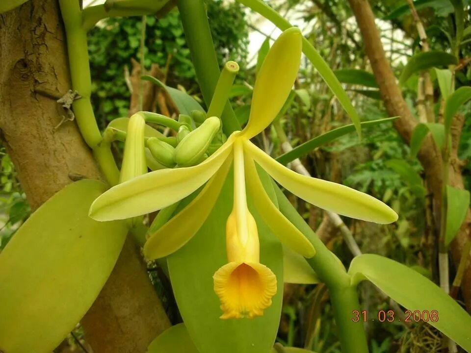 Vanilla plants. Ваниль плосколистная (vanilla planifolia). орхидея ваниль плосколистная. орхидея ванилла планифолия.