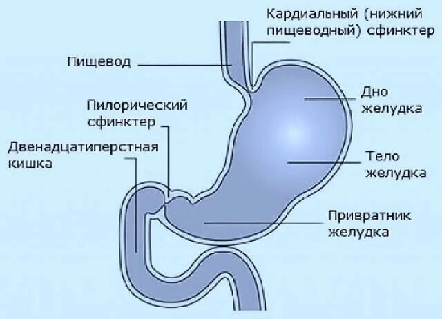 Кардиальный сфинктер желудка. Кардиальный сфинктер желудка строение. Пилорический клапан желудка. Пилорический сфинктер желудка функции. Почему сфинктер