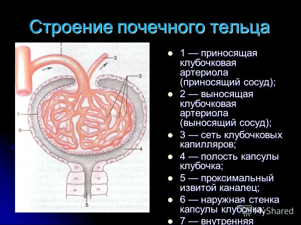 Приносящая клубочковая артериола. Строение почечного тельца. Почечное тельце строение. Строение почечных Телец. Выносящая артериола почки