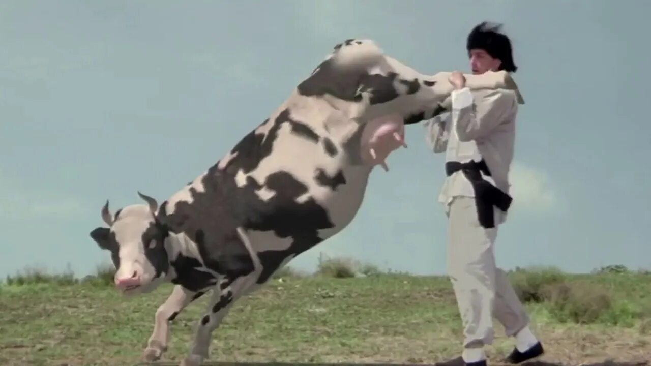 Now cow