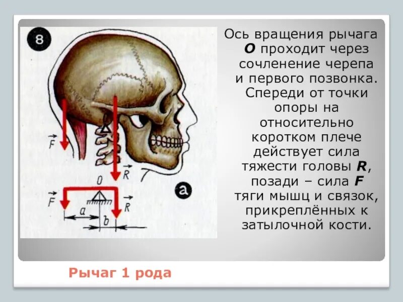 2 рычаг в скелете человека. Рычаг 1 рода. Ось вращения рычага. Череп человека – это рычаг. Ось вращения черепа.