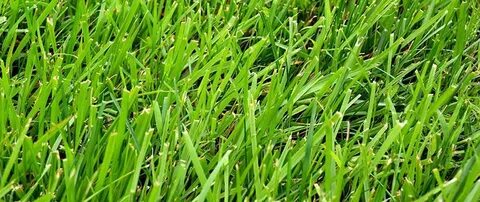 Grass meaning