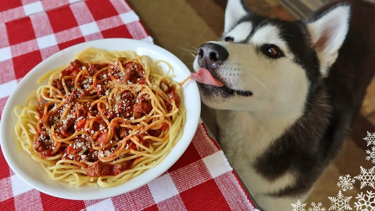 Собака спагетти. Собаки и спагетти. Собака вермишель. Собачки со спагетти. Собаки кушают спагетти.
