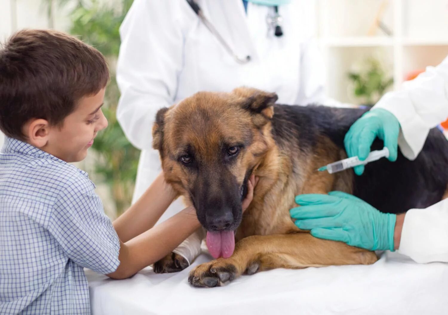 Вакцинация собак. Вакцины для животных. Вакцнация оттбешенцства. Уколы животным.