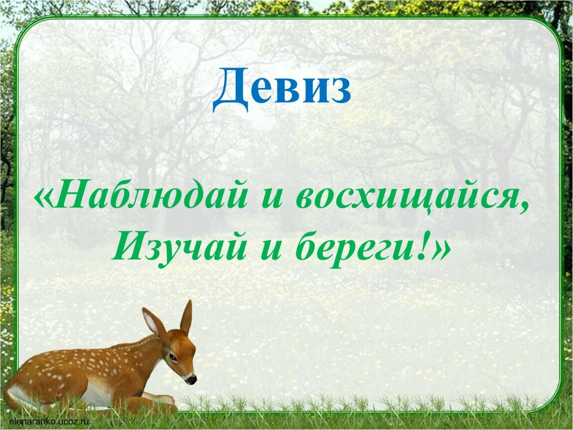 Девиз животных. Наблюдай и восхищайся изучай и береги. Девиз про животных. Звериный девиз.