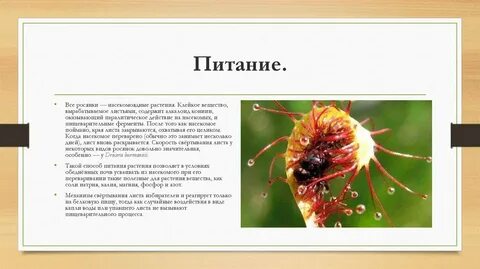 Какие насекомые питаются кровью