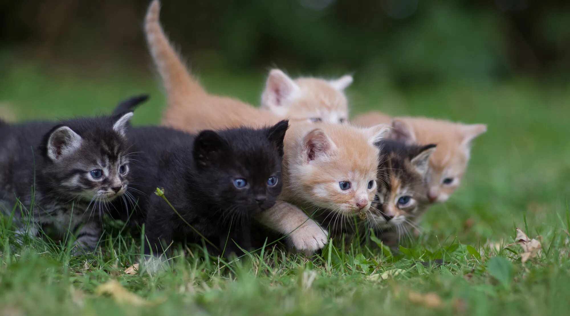 Котята зовут маму кошку слушать. Несколько котят. Кошка с котятами. Картинки на рабочий стол котята. Обои с котятами.