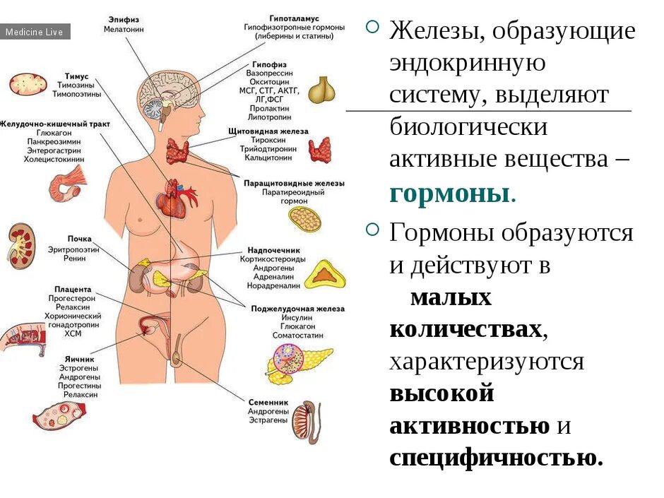 Железы в организме человека таблица. Строение и функции желез внутренней секреции. .Система желез внутренней секреции. Функции. Функции желез внутренней секреции в организме человека. Эндокринная система функции желез внутренней секреции биология 8.