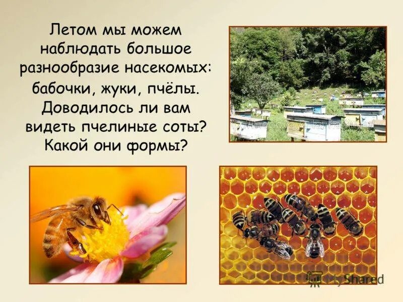 Пчелы в жизни человека. Проект на тему пчелы. Пчела для презентации. Проект про пчел.