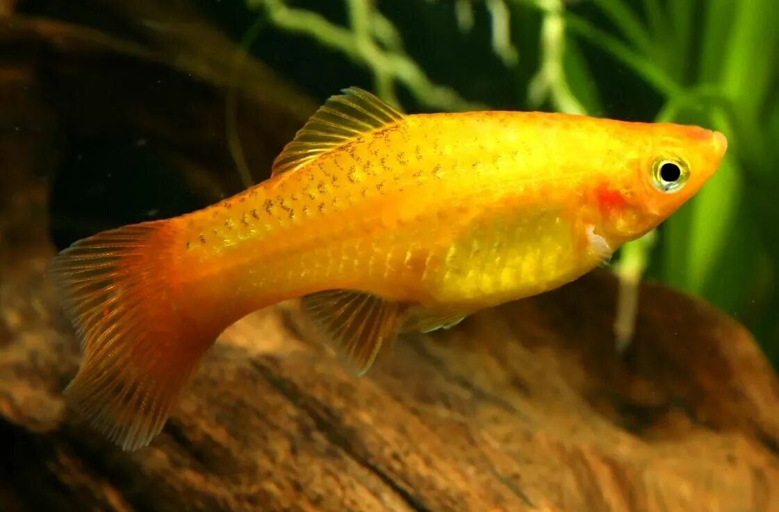 Меченосец рыбка самка. Самка меченосца фото. Меченосец кубинский тукседо. Самка меченосца фото. Пецилия чернохвостая.