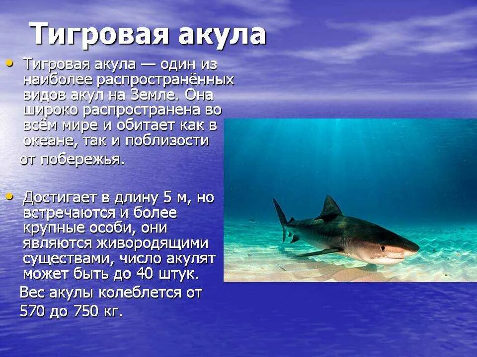 В каком океане акулы встречаются только летом. Атлантическая сельдевая акула кратко. Хрящевые рыбы акула тигровая. Акулы презентация. Информация о акуле.