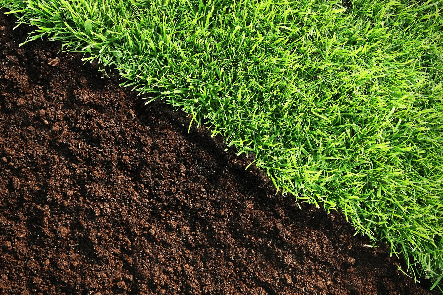 Лучший состав газонной травы. Земля с травой. Земля газон. Земля почва. Почва с травой.