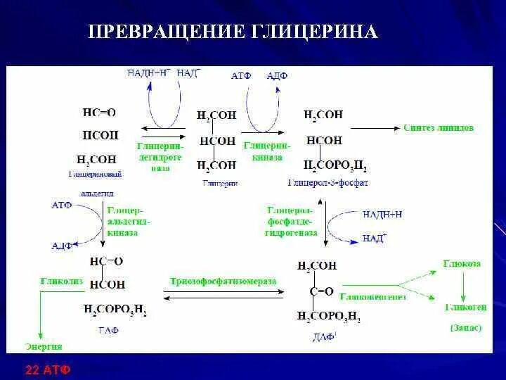 Глицерин атф. Превращение глицерина в глюкозу. Схема превращения глицерина в глюкозу. Анаболические превращения глицерина.. Превращение глицерина в глицеральдегидфосфат.